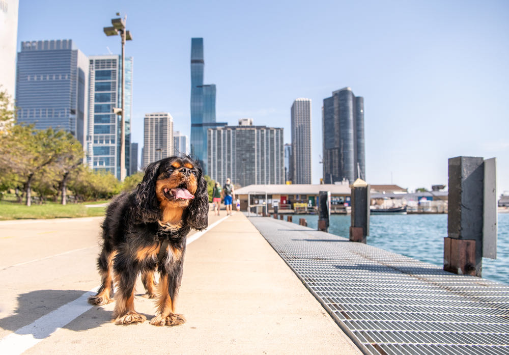 View of a dog and city in background