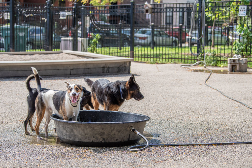 Dogs In park drinking water from a bowl