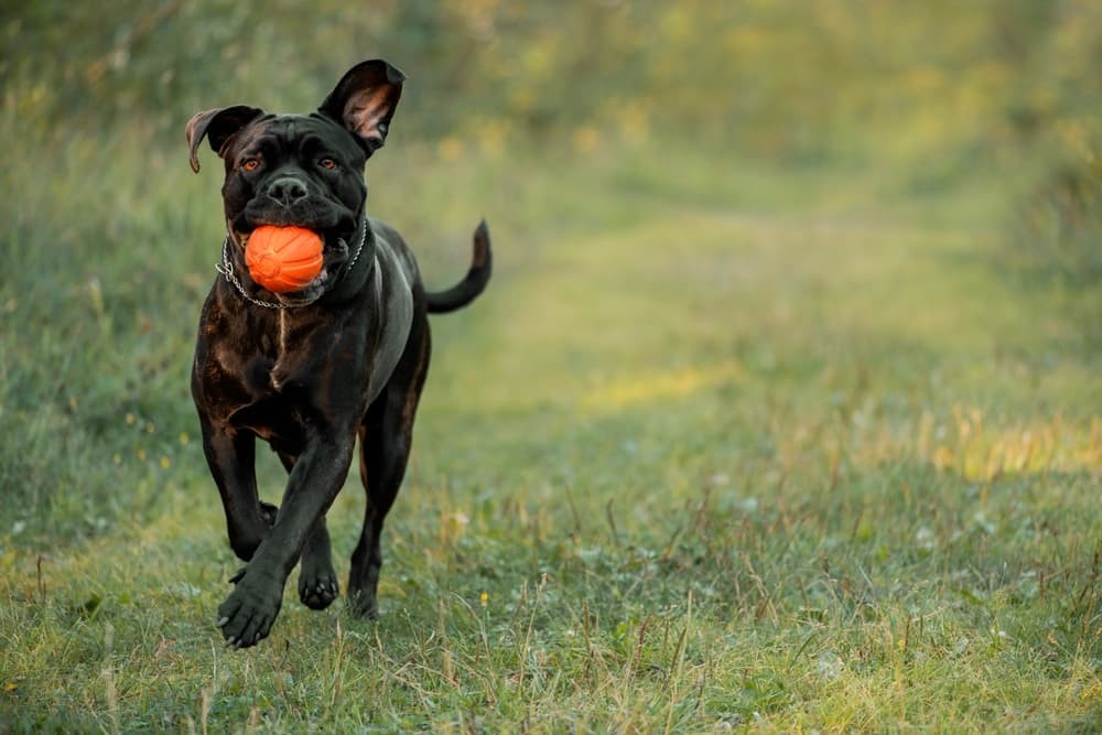 Cane Corso Puppy